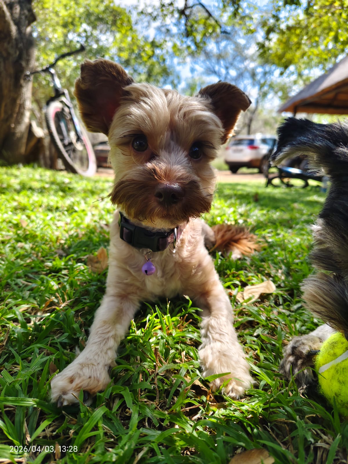 Dog photo