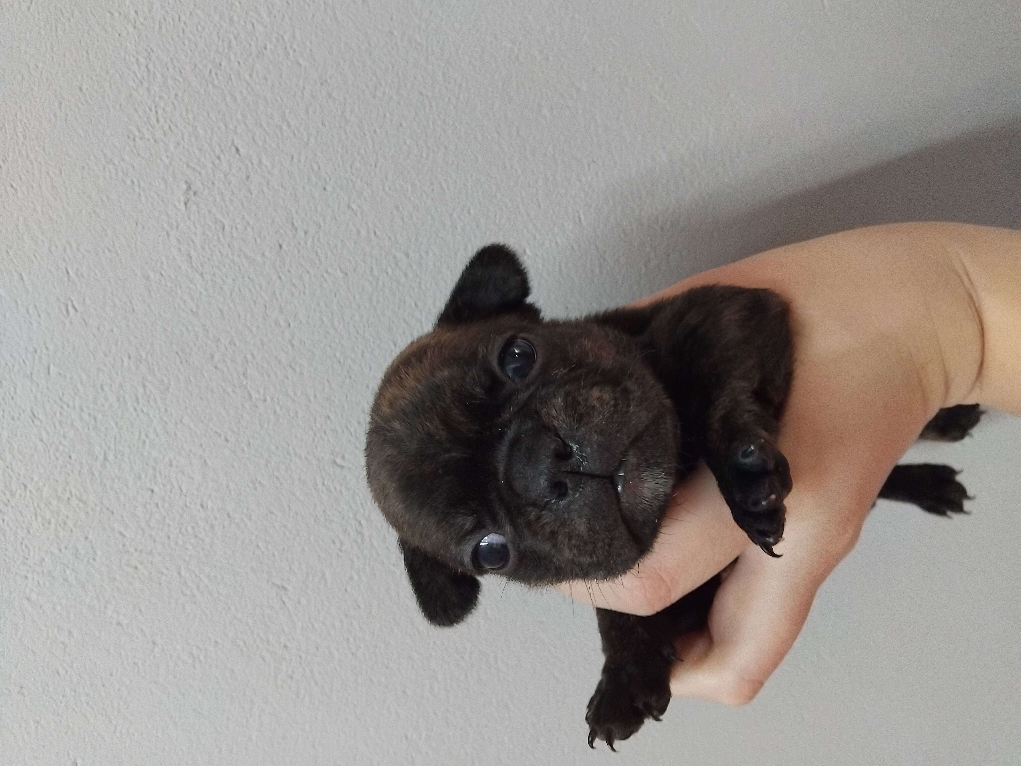 FRENCHTON MALE R4500.00