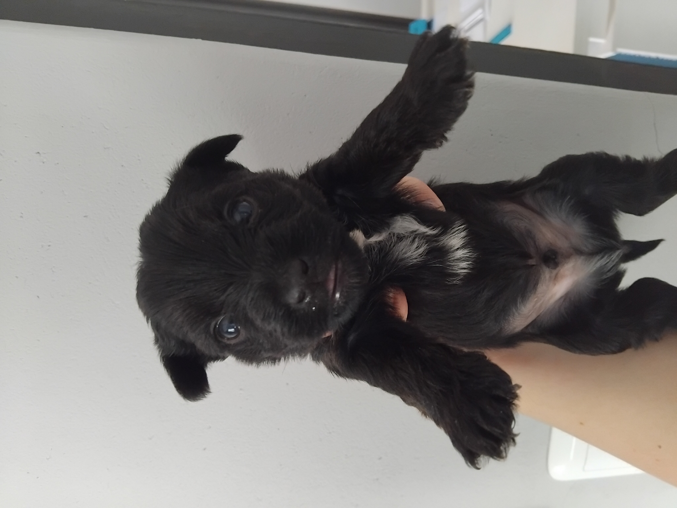 COALBLACK MALE YORKIE R4000