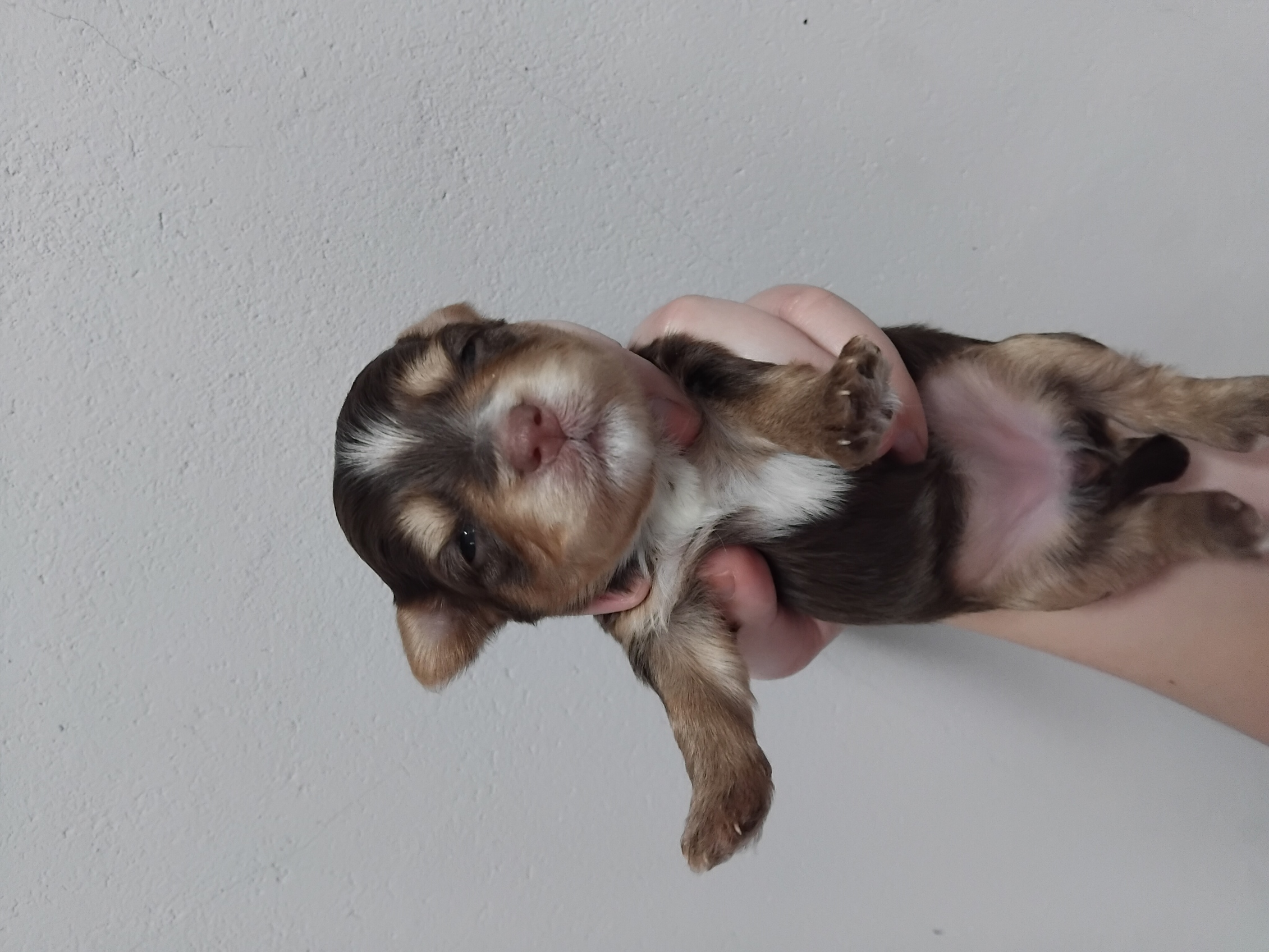 CHOCLATE FEMALE YORKIE R5000