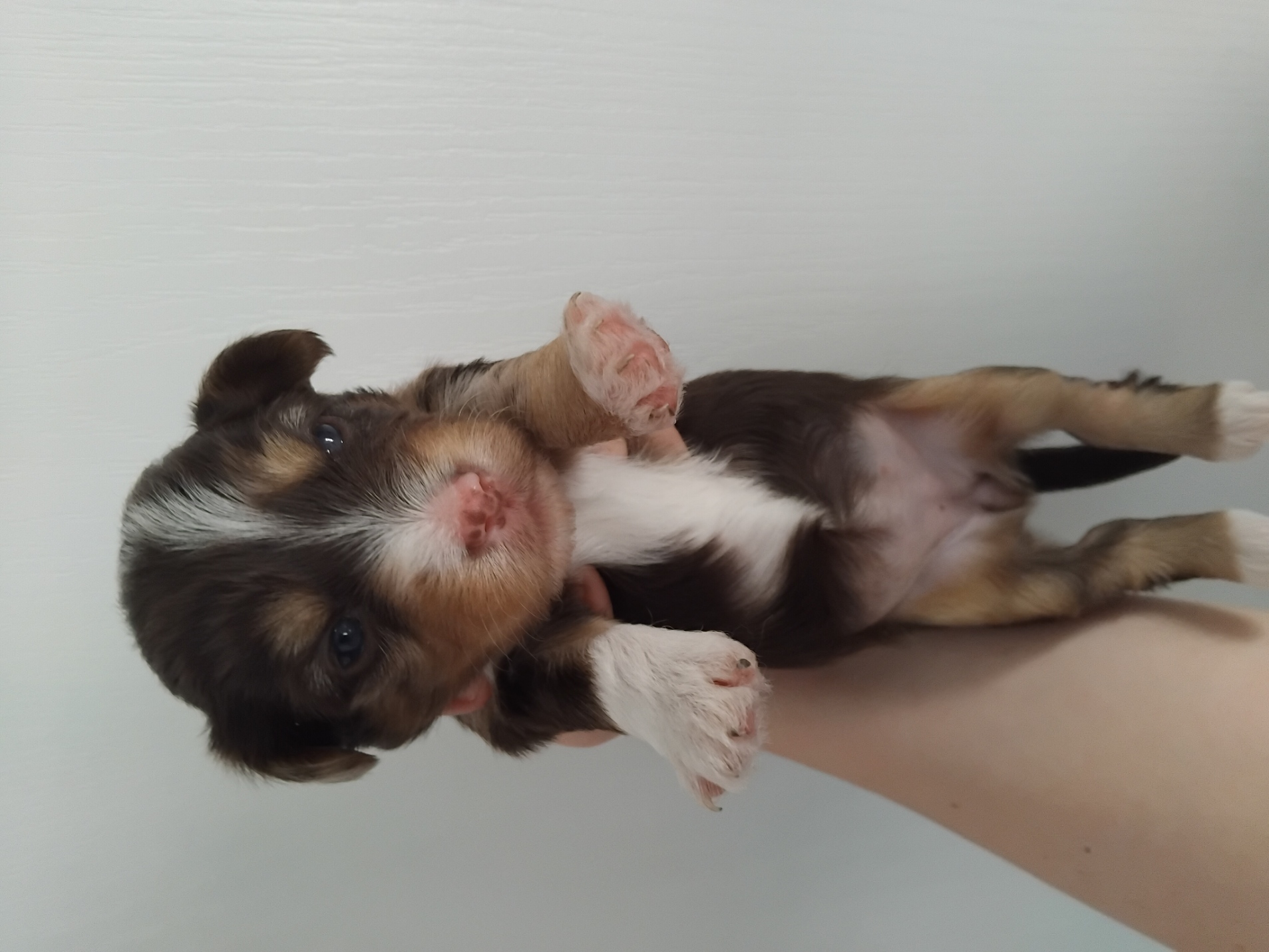 CHOCLATE FEMALE  MERLE YORKIE R5000