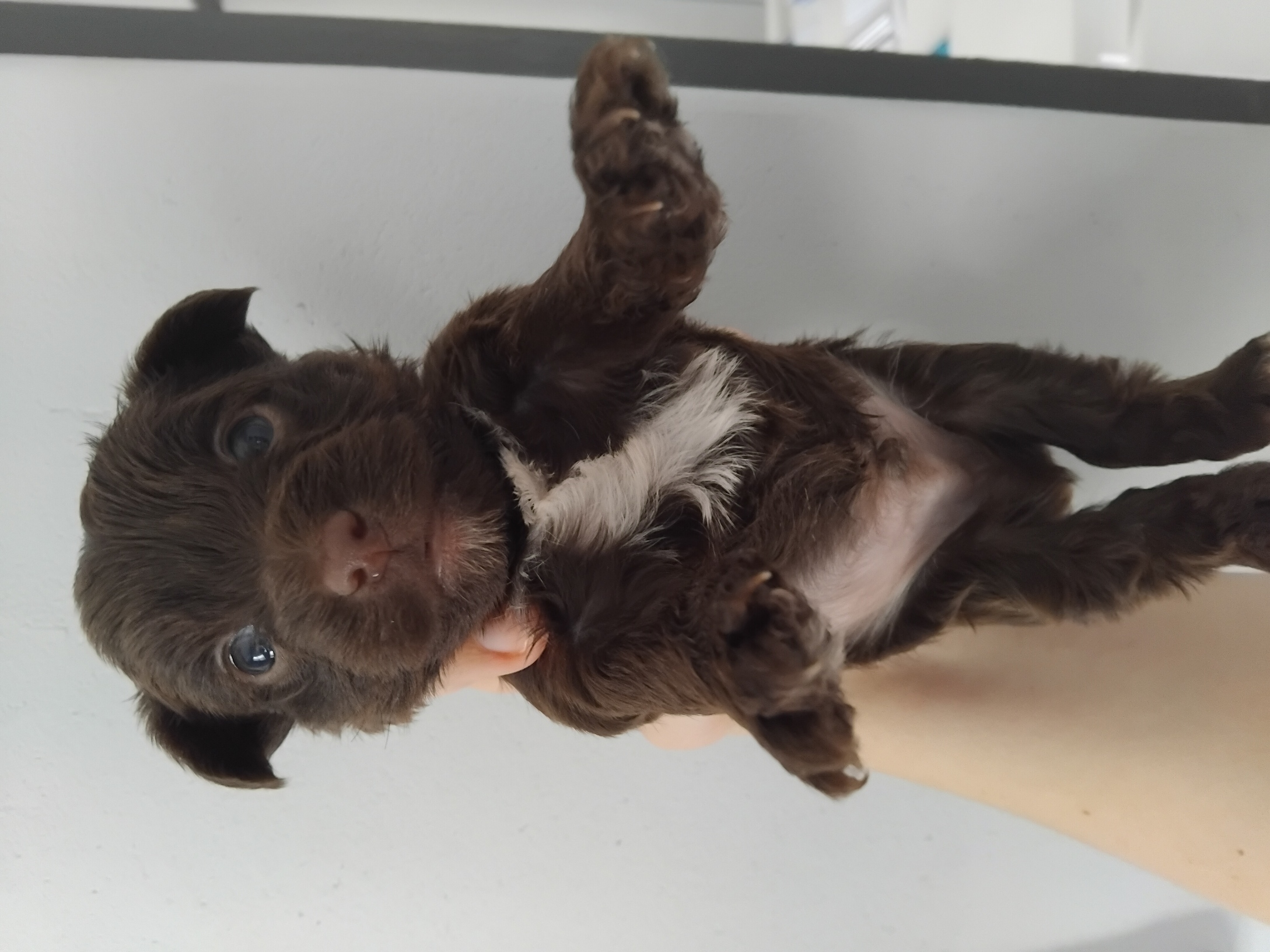 CHOCLATE MALE YORKIE R4000