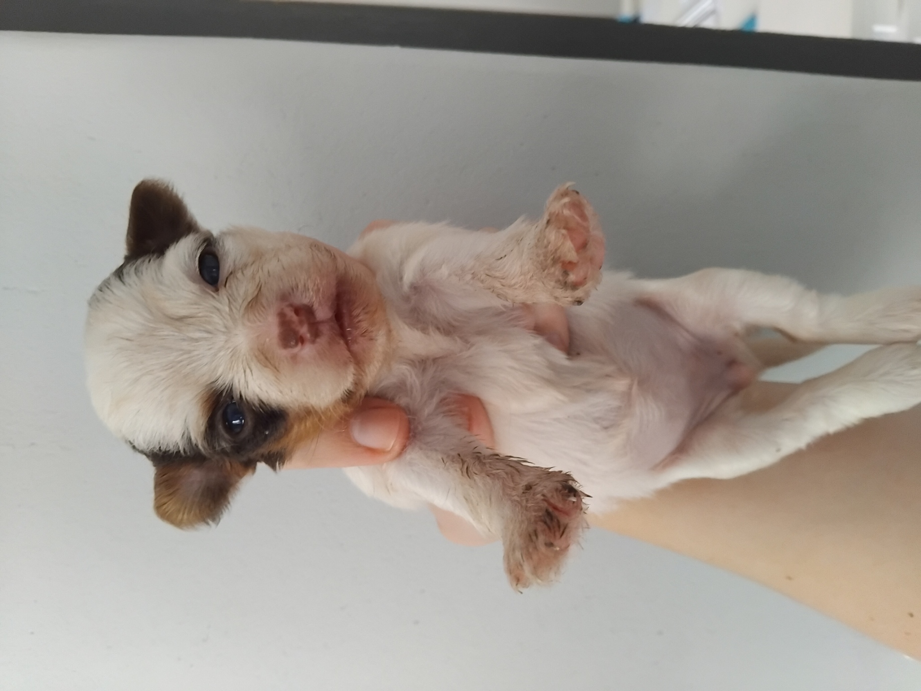 BIRO FEMALE YORKIE R5000