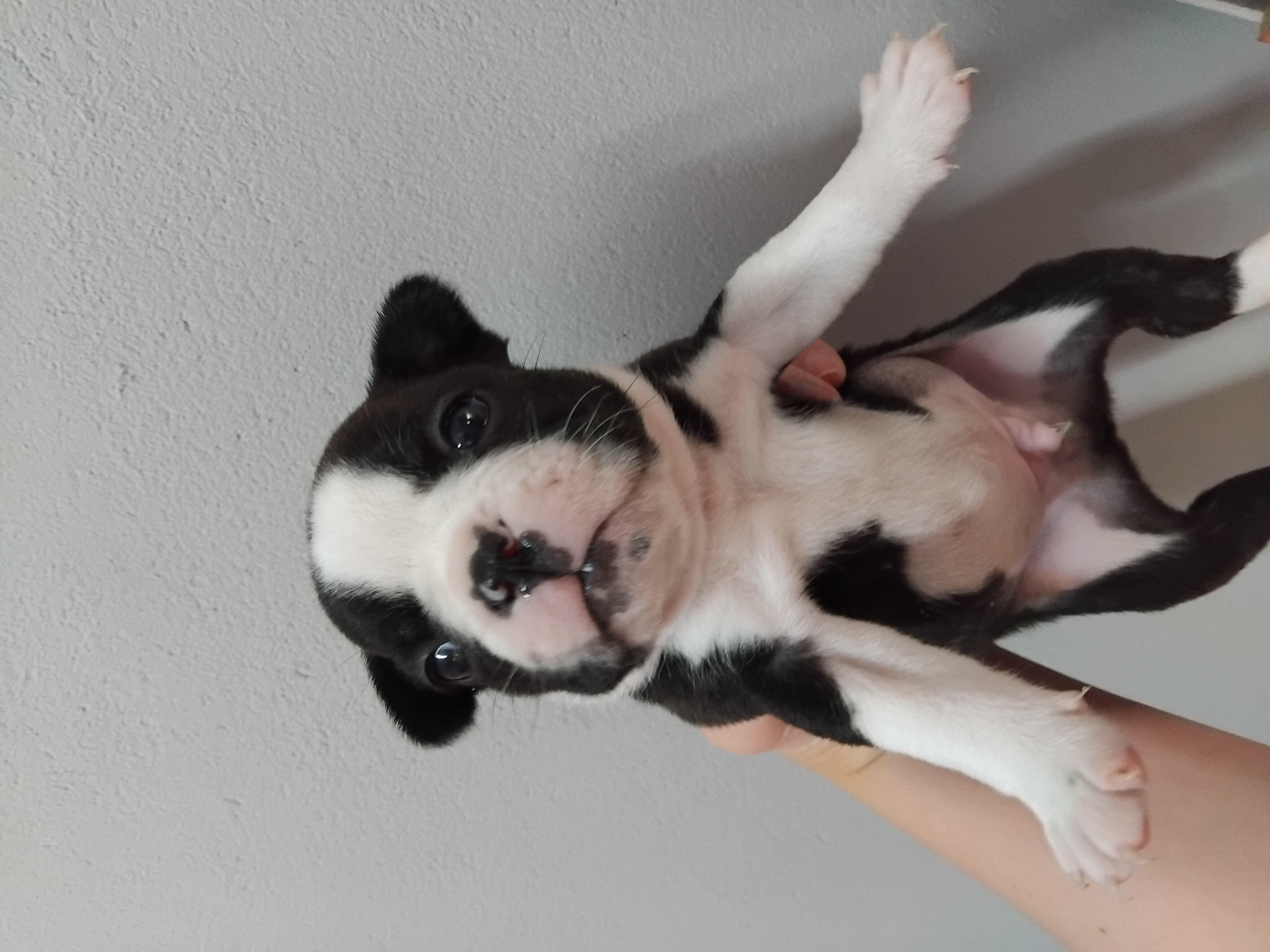 FRENCHTON MALE R4500.00