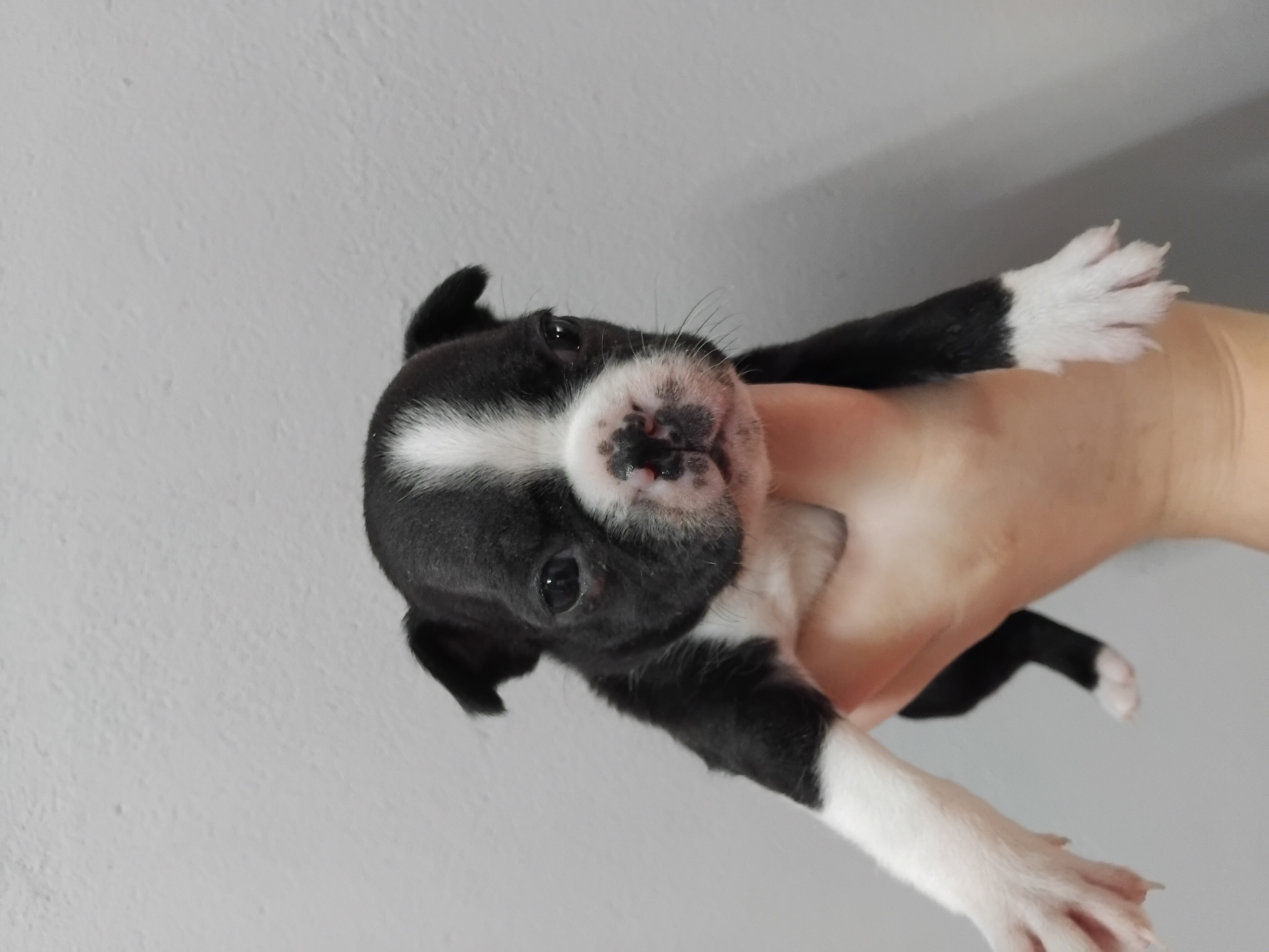 FRENCHTON MALE BLACK & WHITE R4500.00