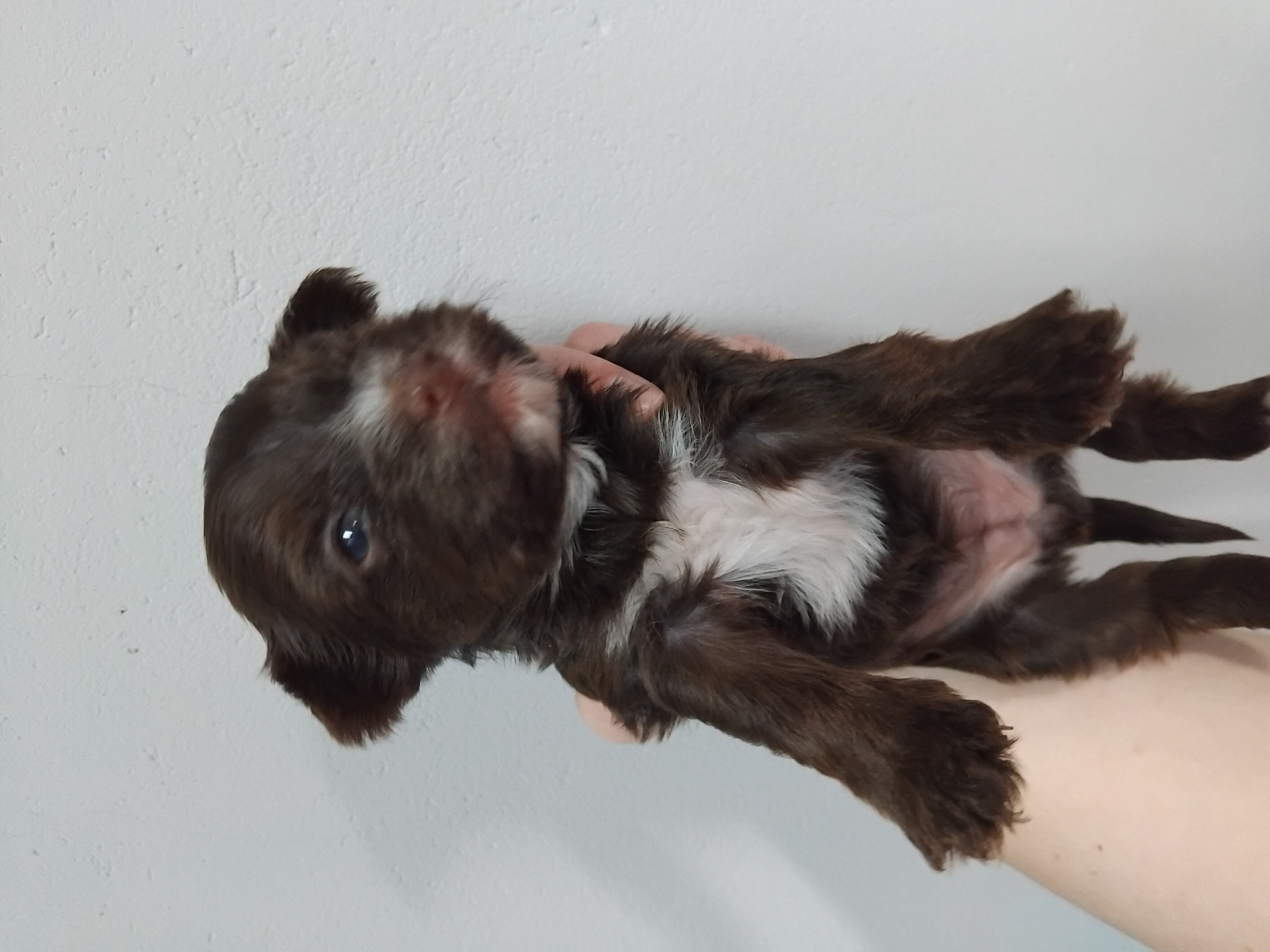 CHOCLATE FEMALE YORKIE R5000
